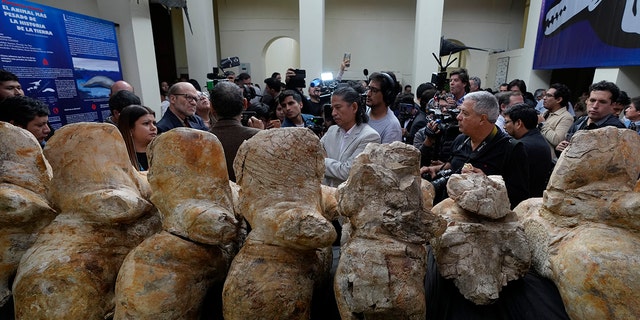 People looking at the fossils