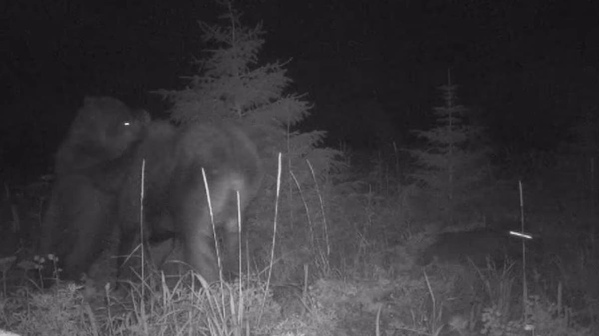 Bear attacking moose while wolf pursues calf