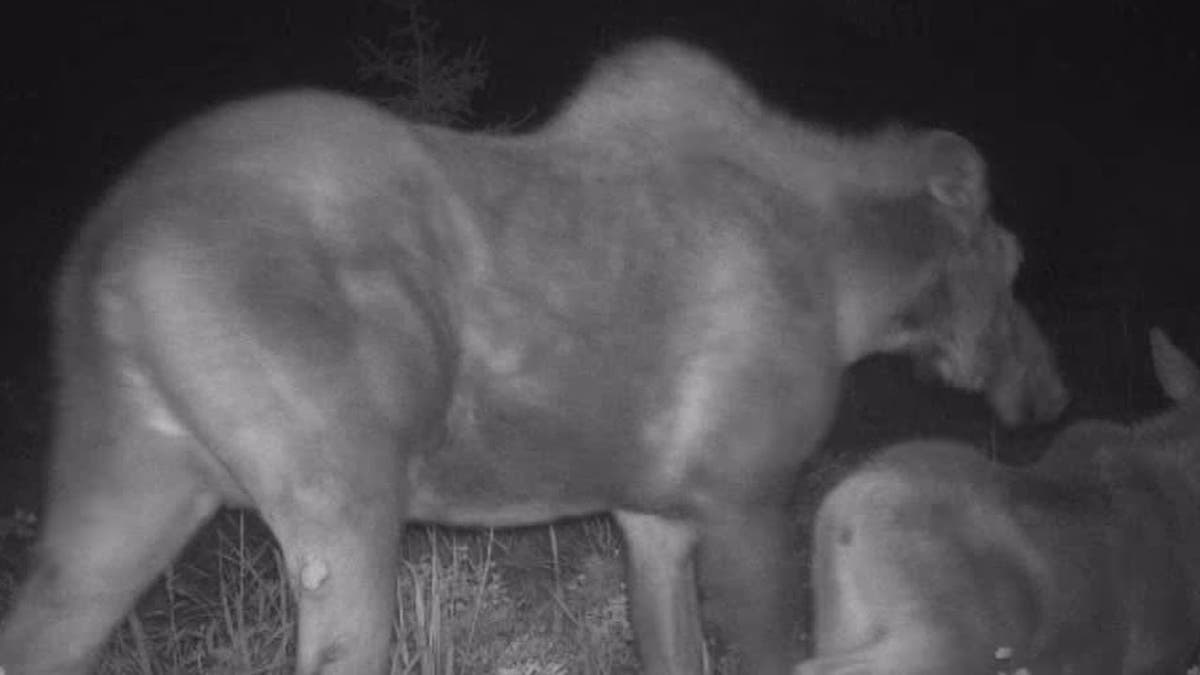Moose and calf walking