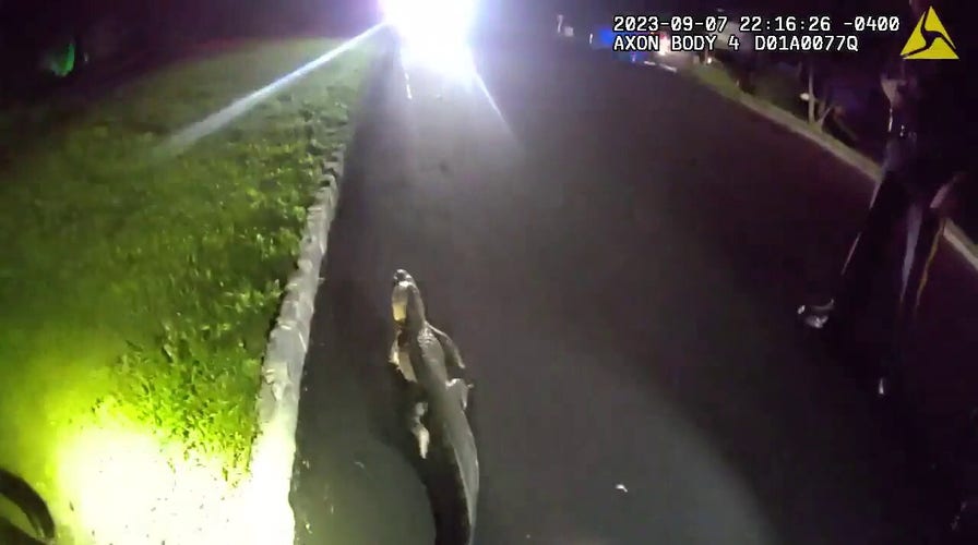 Alligator that eluded New Jersey authorities captured