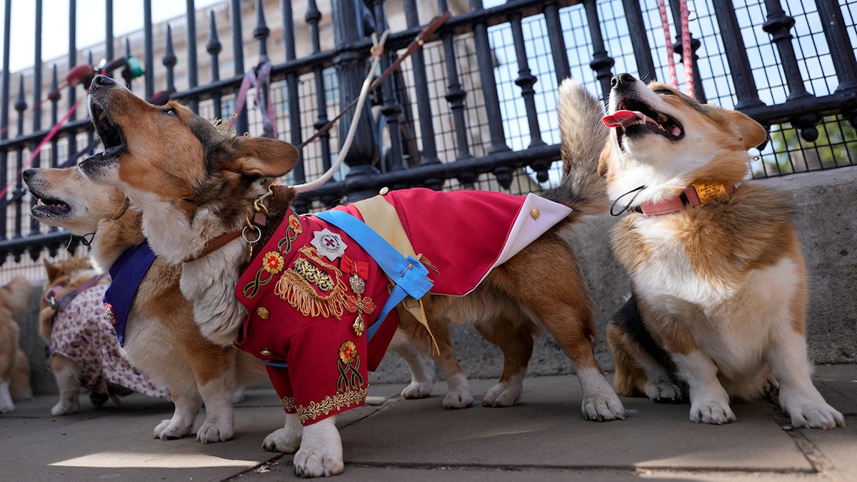 Corgis outside palace