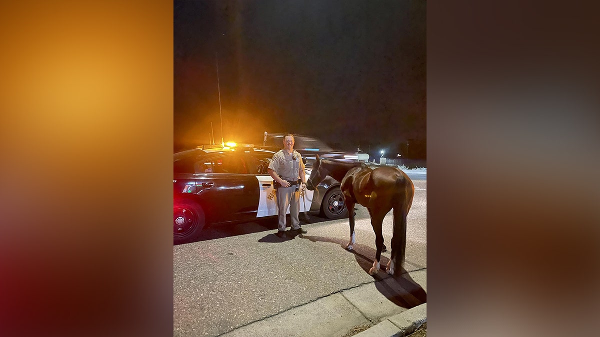 CHP horse in Merced, California