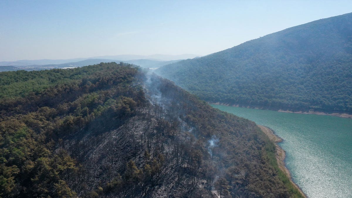 forest fire