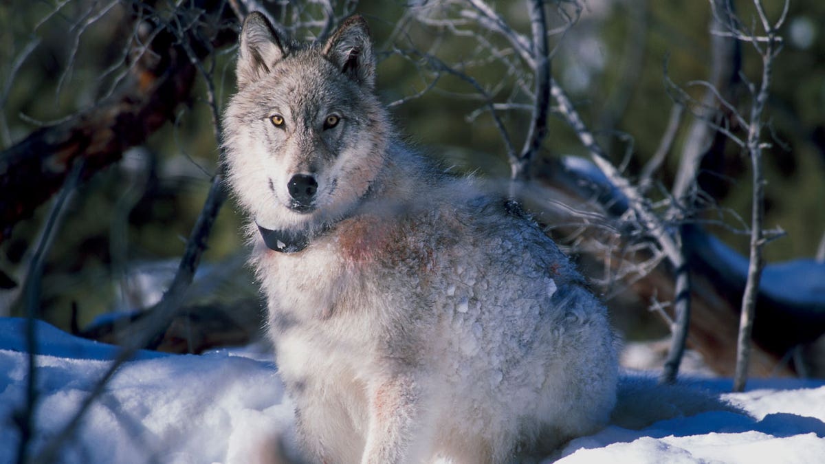 Yellowstone-wolf