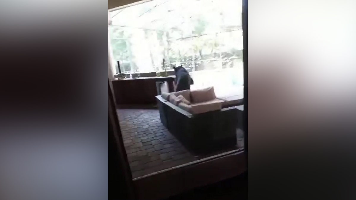 Tripod the black bear in Florida