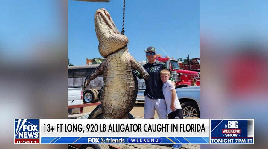 ‘Totally surreal’ alligator catch in Florida makes state history