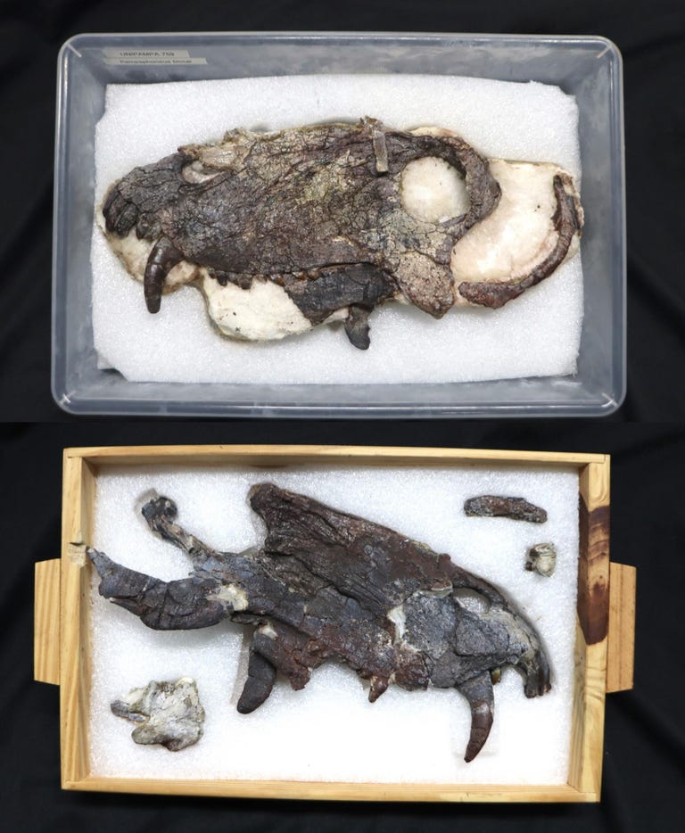 Fossil skull of Pampaphoneus biccai in two pieces showing long, curved canine teeth.