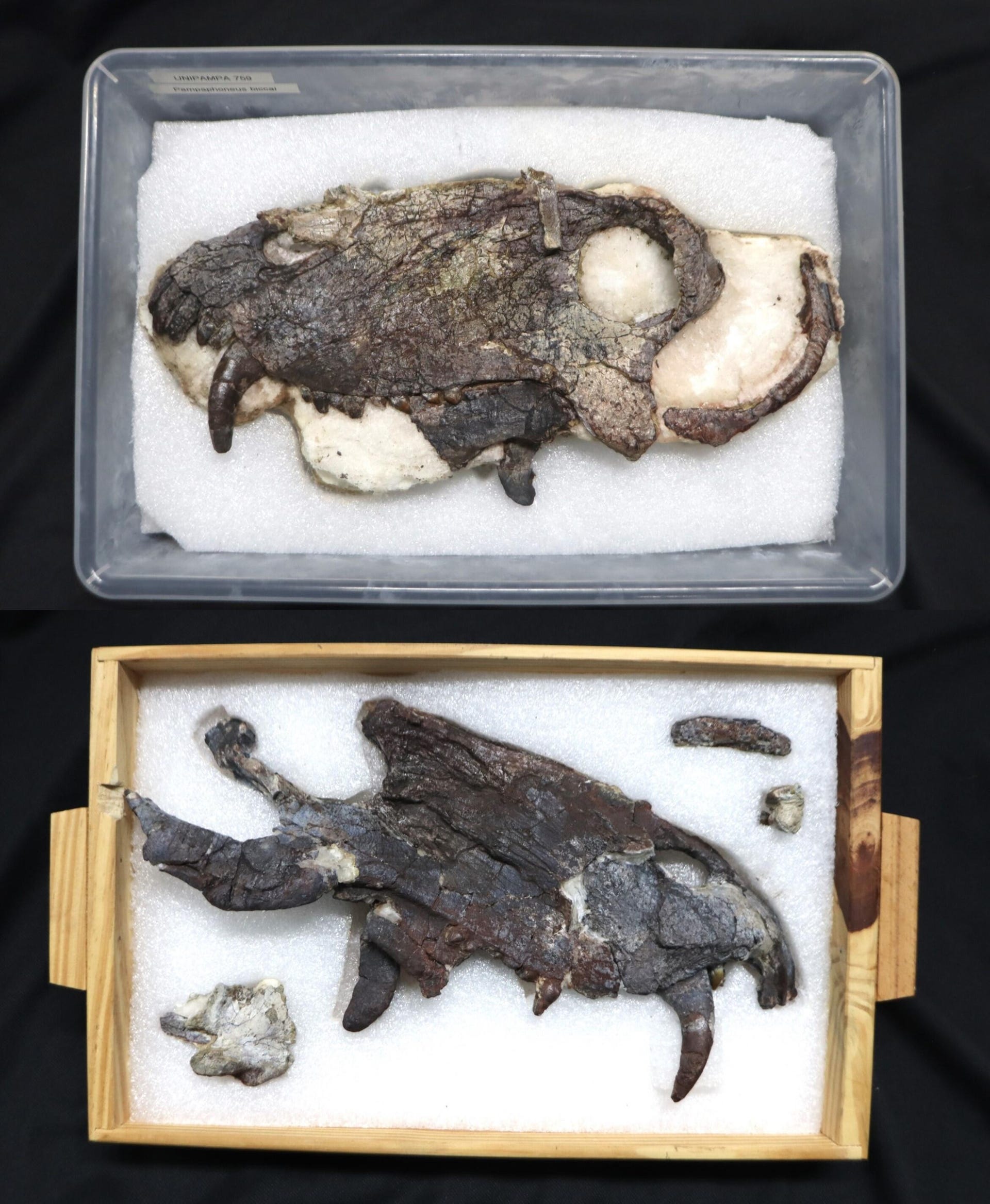 Fossil skull of Pampaphoneus biccai in two pieces showing long, curved canine teeth.