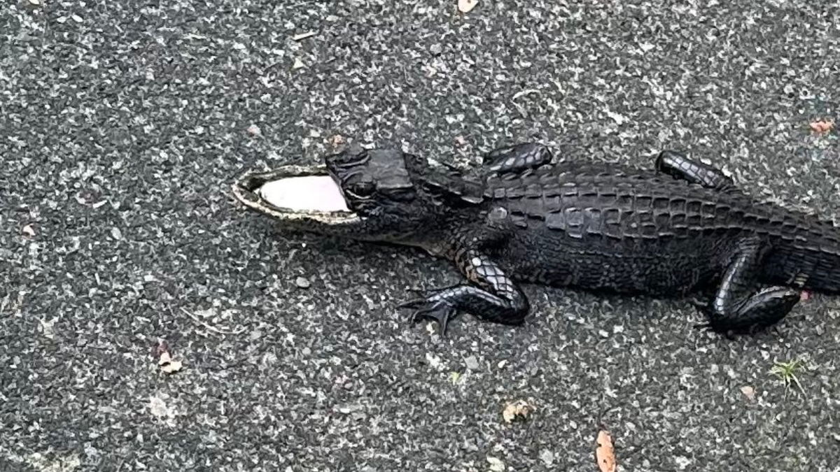 Florida alligator