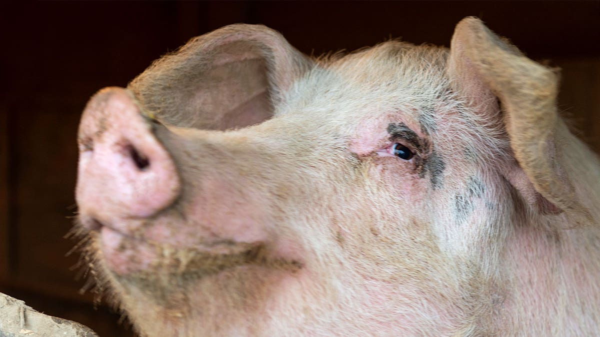 pig