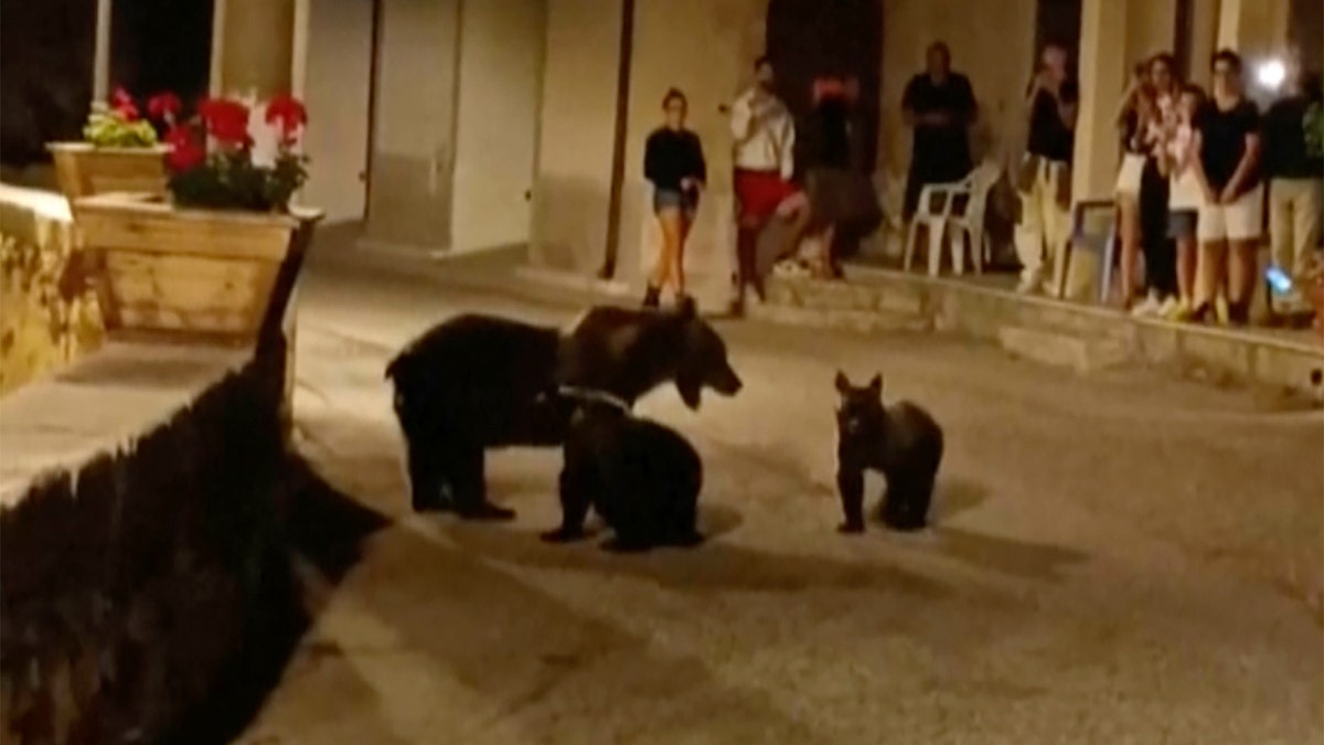 brown bear