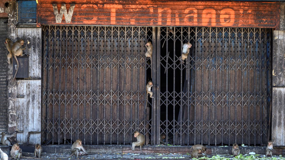 wild monkey gangs