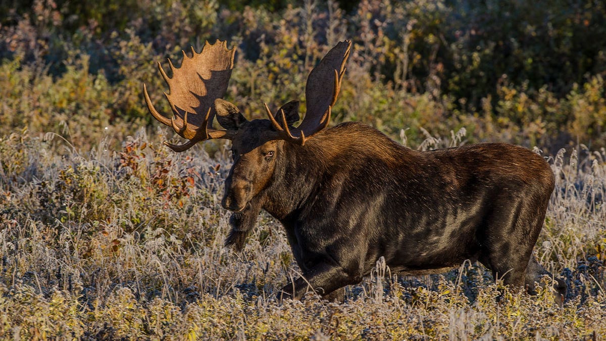 moose