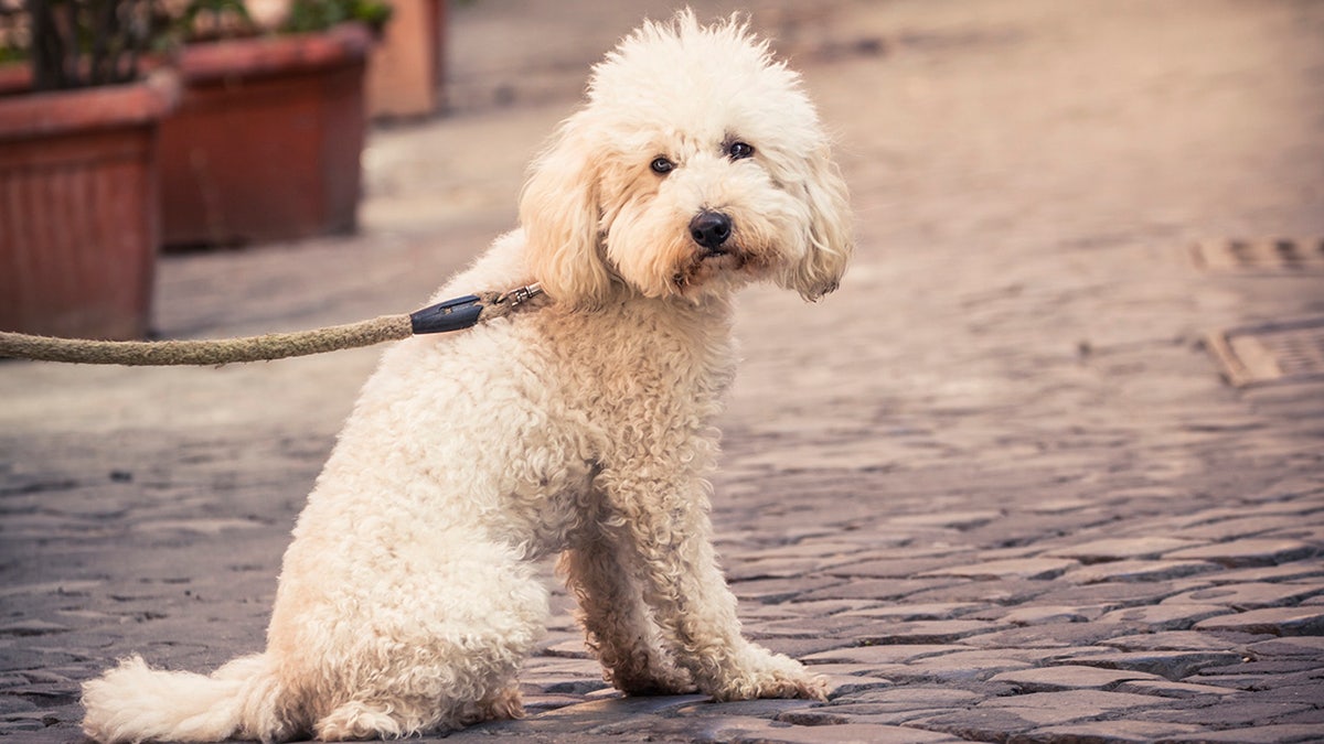 dog on street