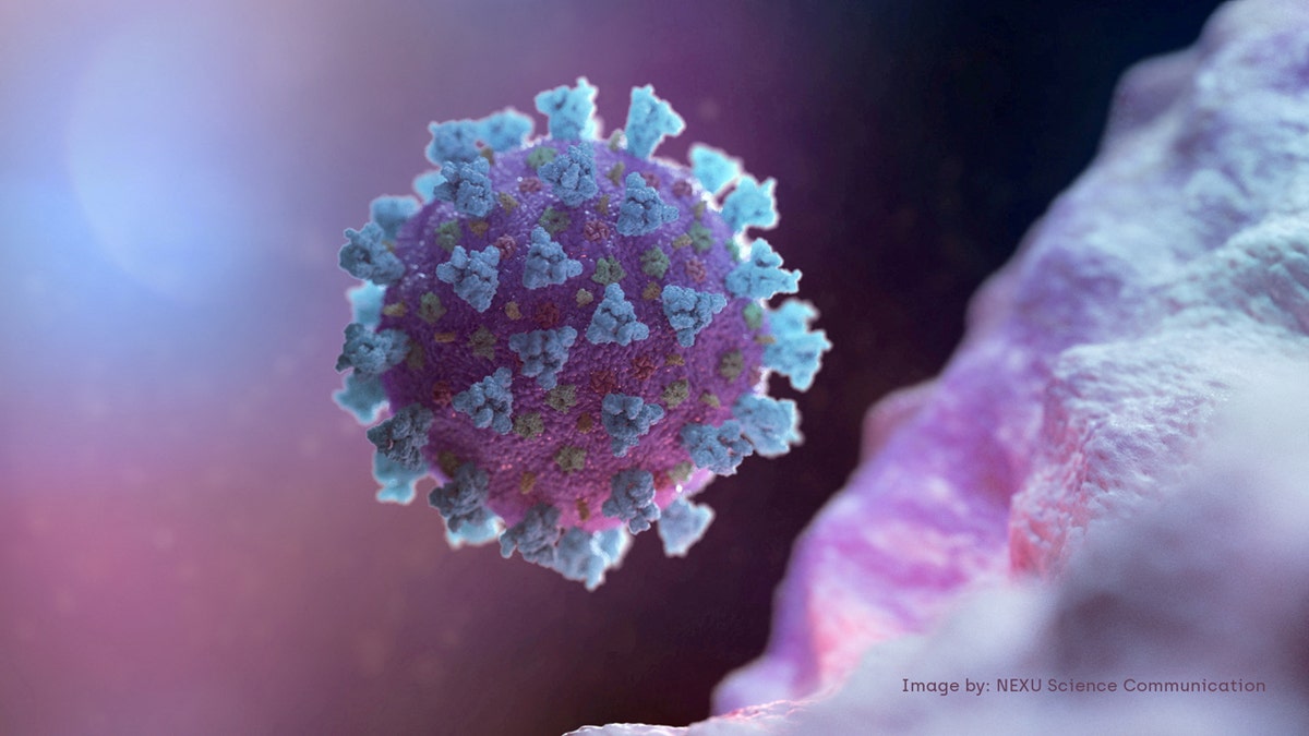Model of betacoronavirus