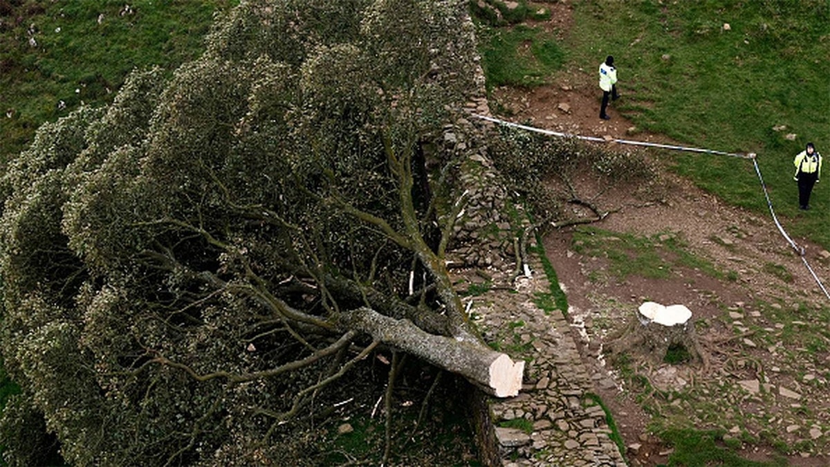 Sycamore Gap Tree Choped Down