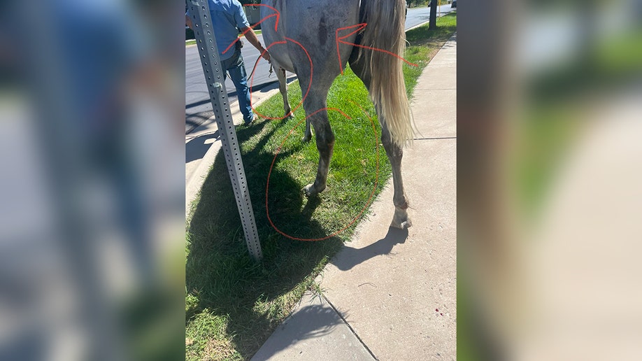 Horse's injuries outline in provided photo