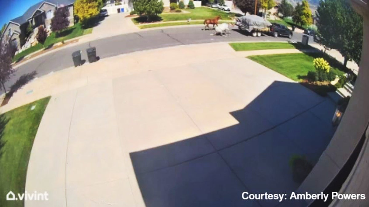 Utah horses dragged home security video