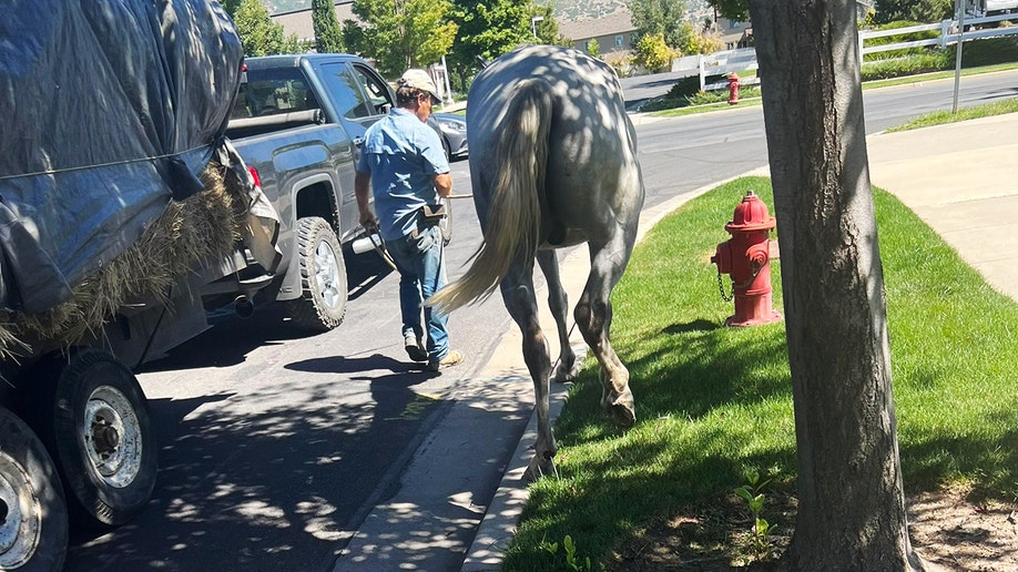 Close up of man allegedly dragging horses