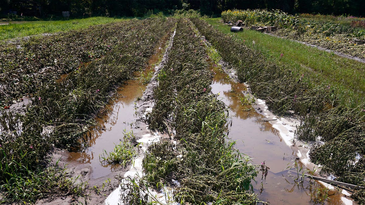flooded fields