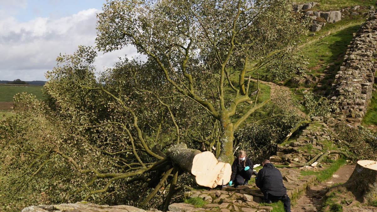 Investigators near tree