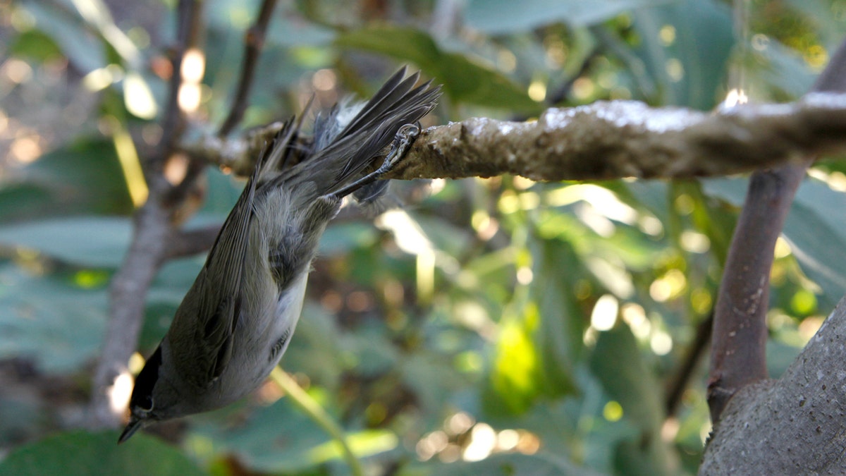Trapped songbird