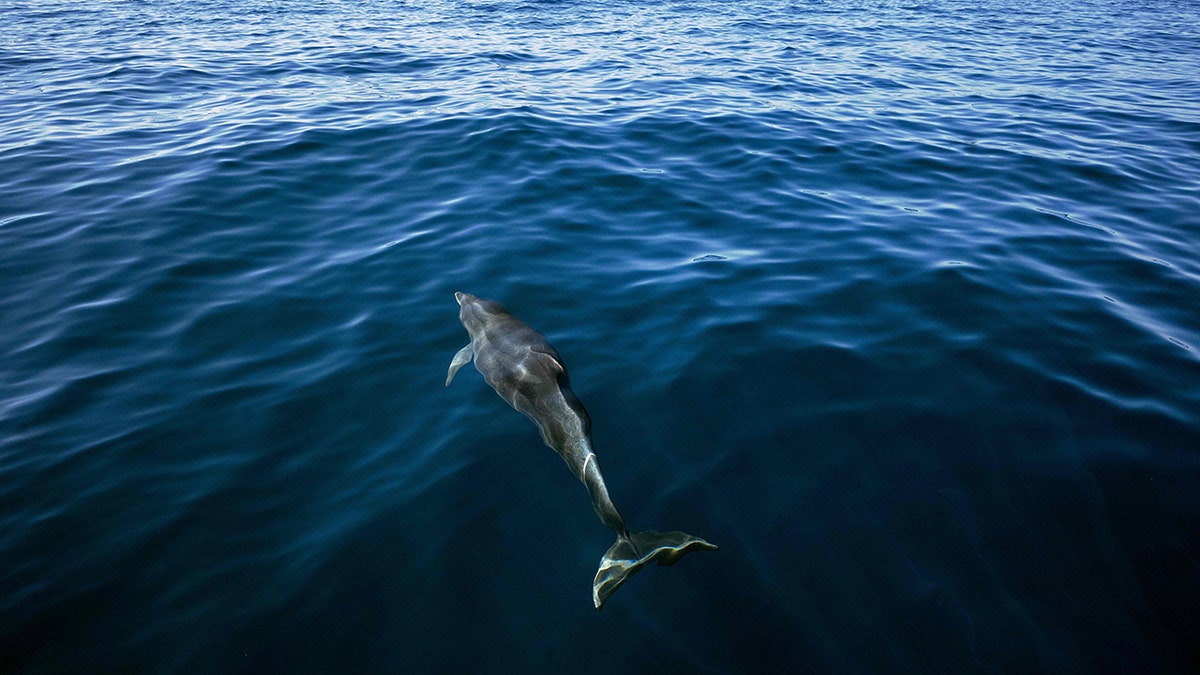 A photo of a dolphin