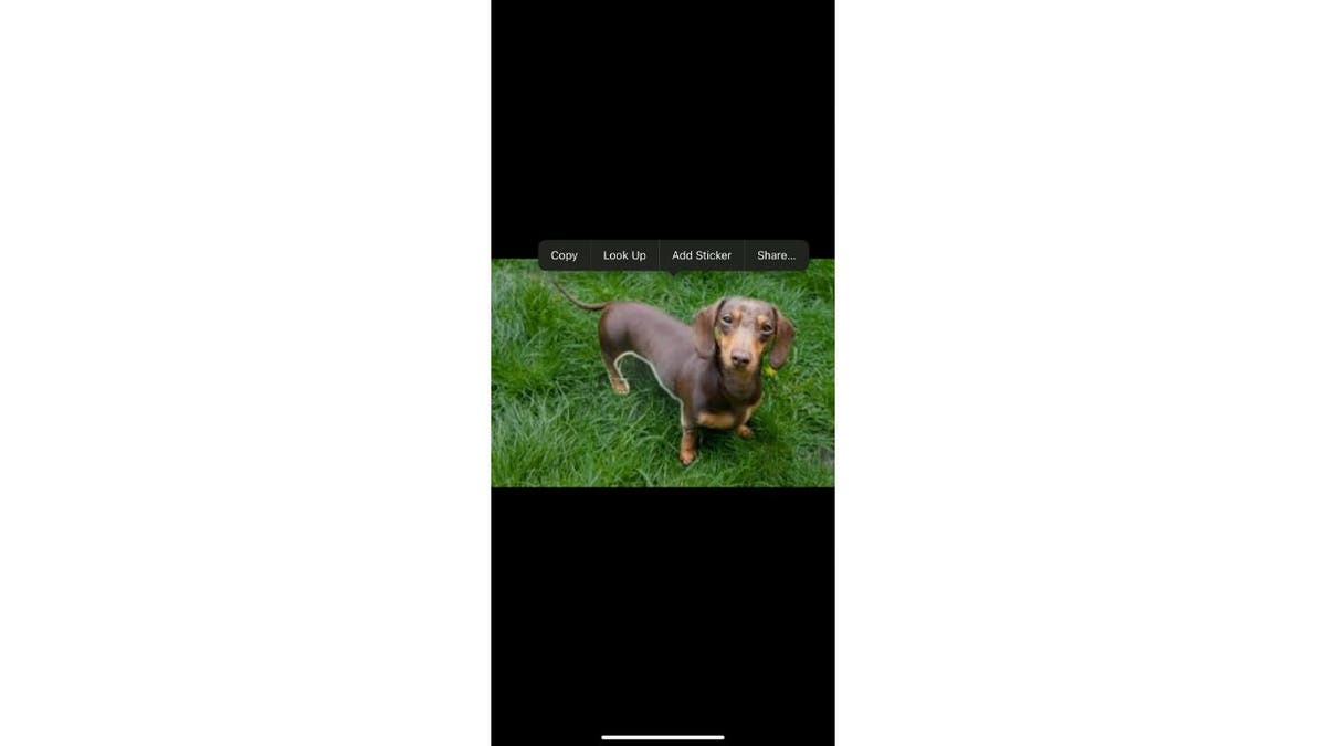 iOS photos 5 surprises
