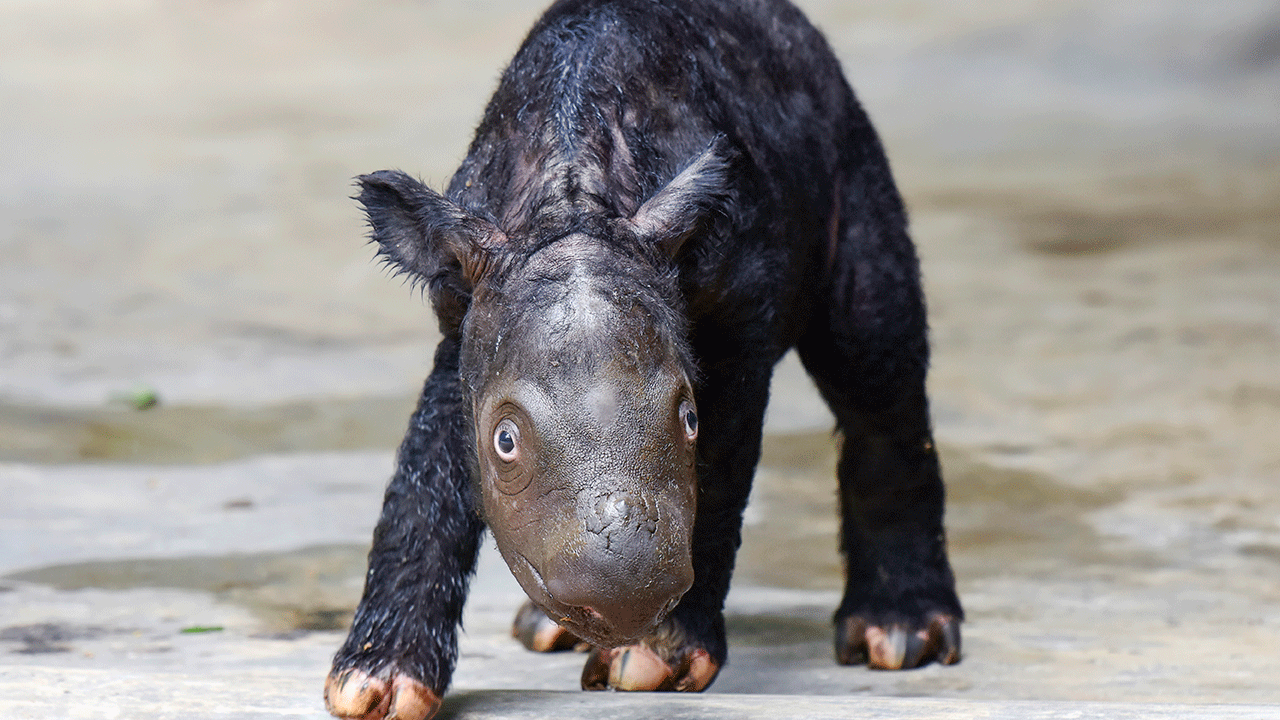 Sumatran rhino calf walks
