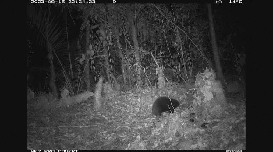 Researchers capture video of endangered species not seen in decades