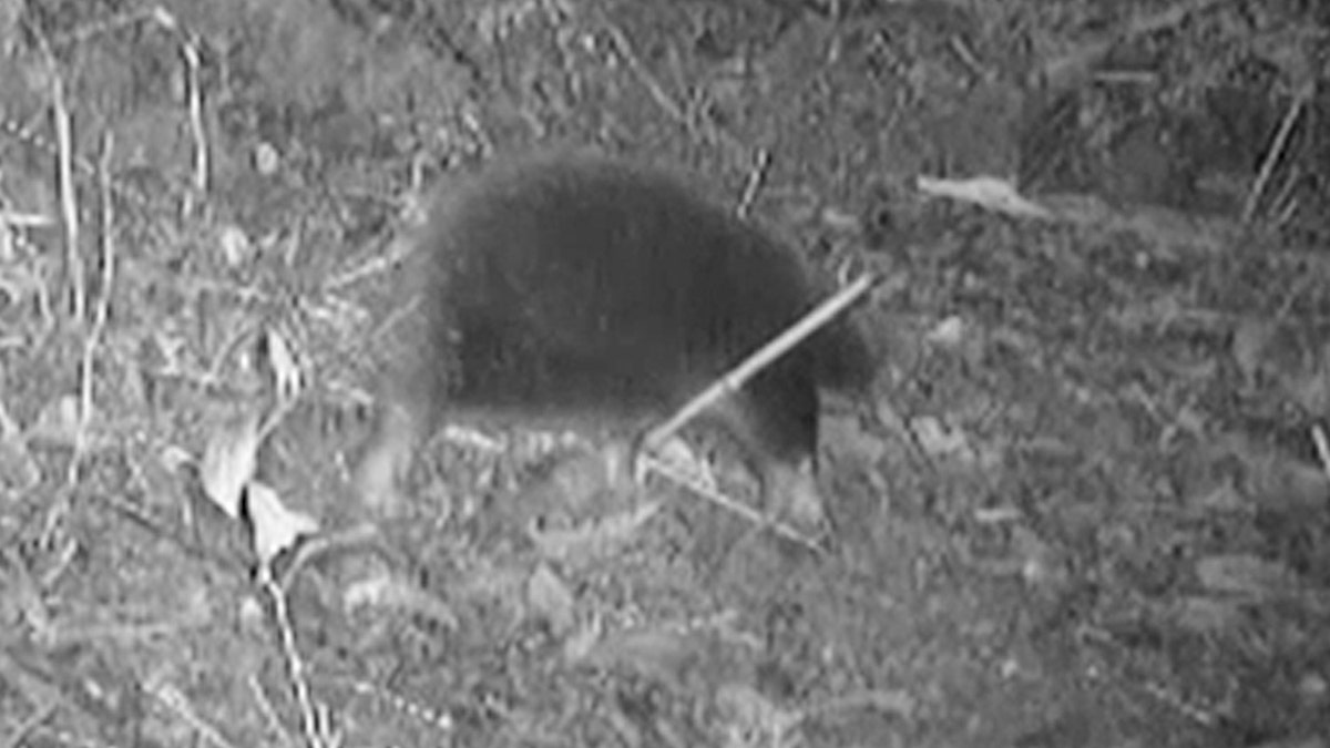 Close up view of echidna