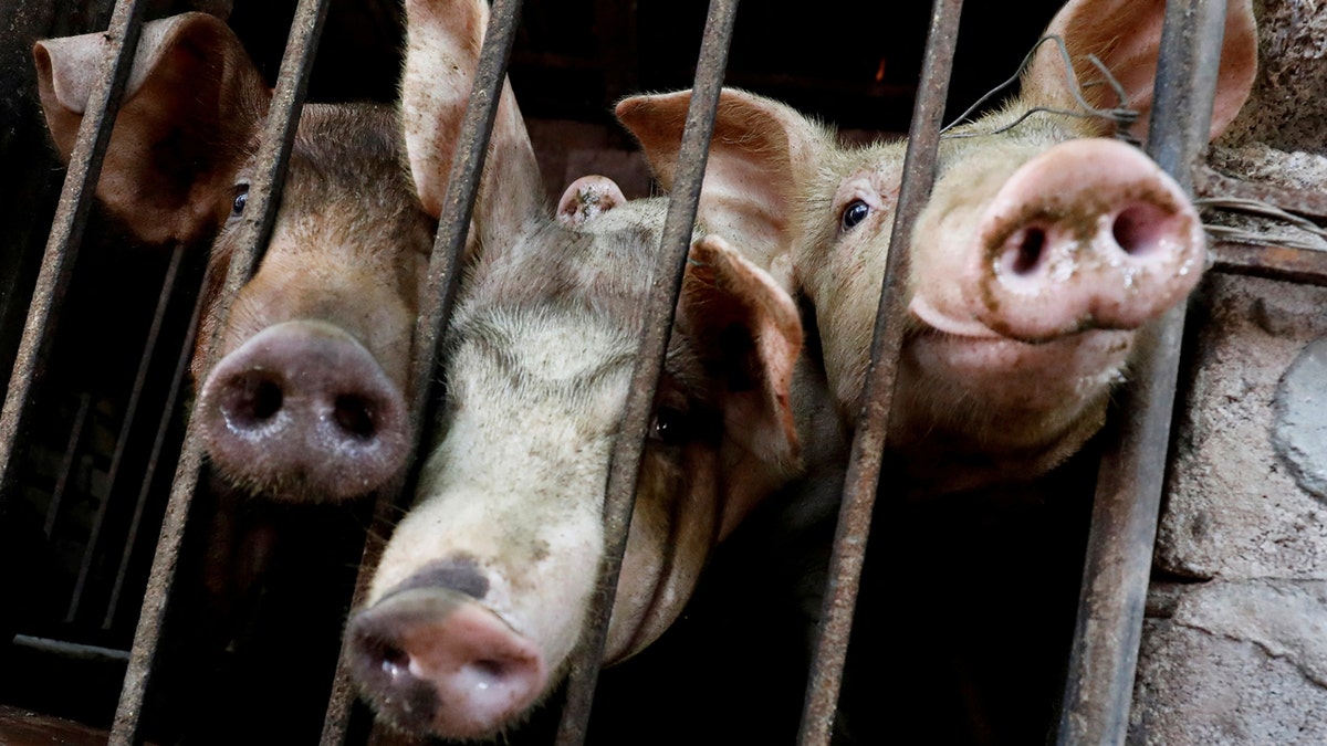 Pigs