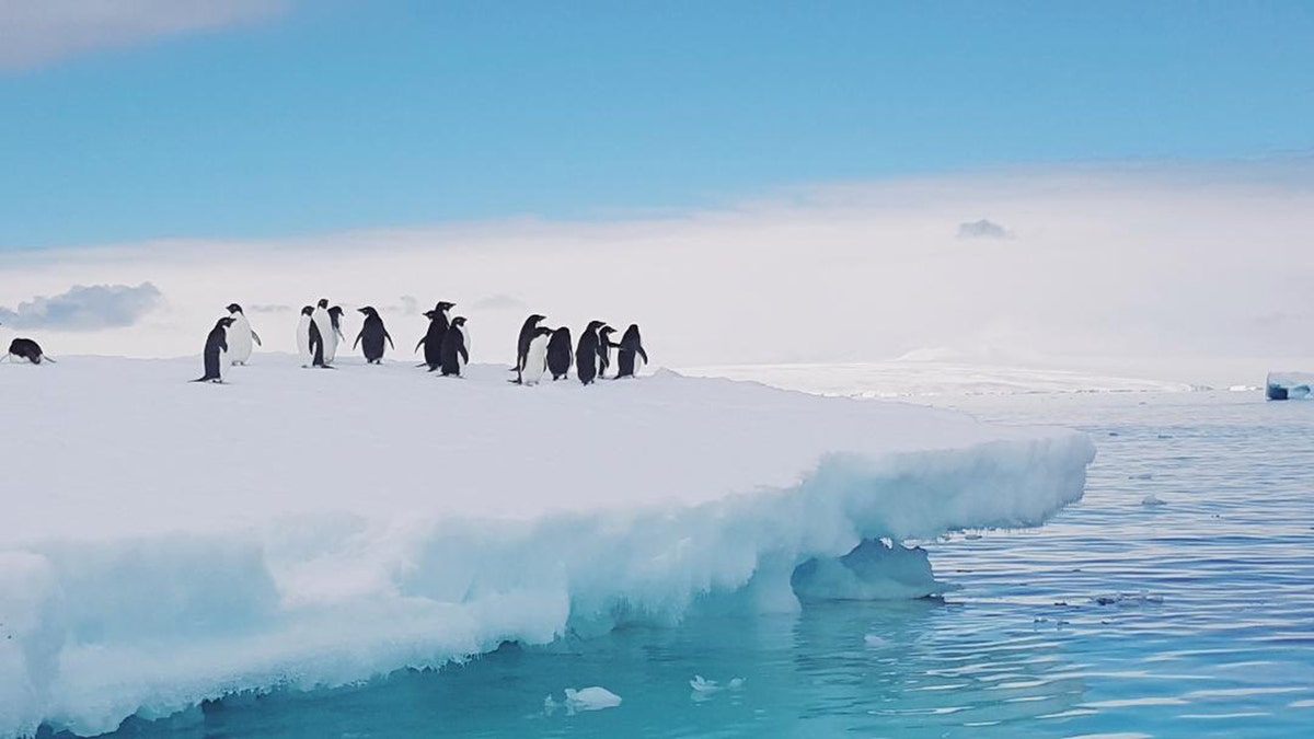 Antarctica penguins