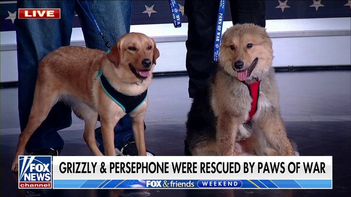 Paws of War rescues overseas pets to reunite with veterans  