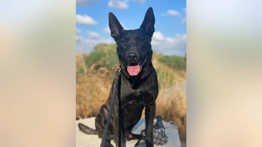 Shepherd military canine