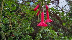 A photo of a pink flower taken on the Galaxy S23 Ultra