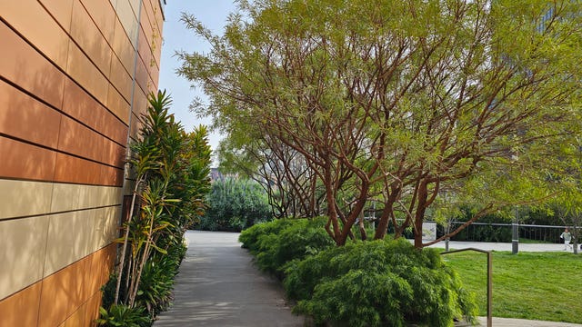 A photo of trees at a park and the side of a building taken with the Galaxy S23 Ultra