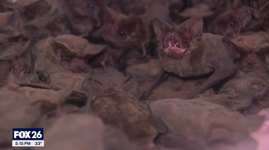 Over 1,000 frozen bats rescued from Houston winter storm
