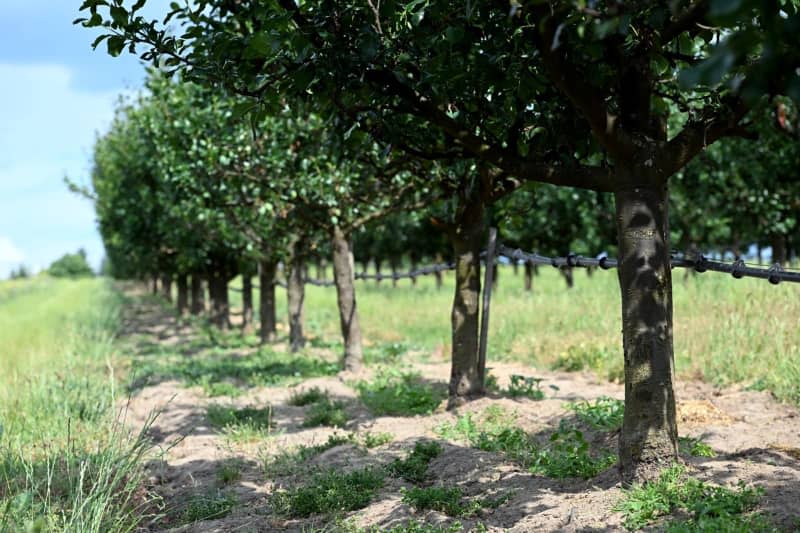 Tristam Shaw's passion for plum trees launched a mission to raise and celebrate native plants in the US. Pia Bayer/dpa