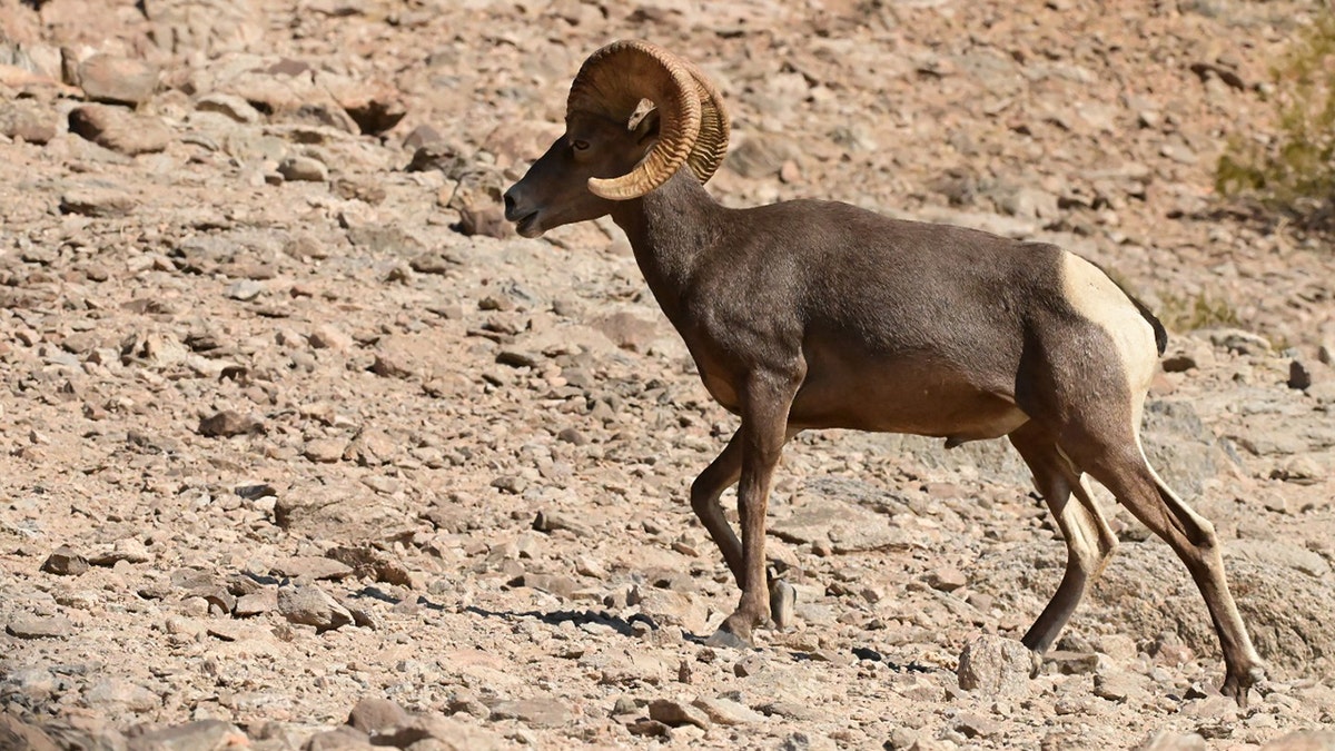 Desert bighorn sheep