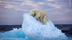 nima-sarikhani-wildlife-photographer-of-the-year