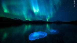 audun-rikardsen-wildlife-photographer-of-the-year-1