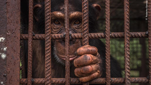 roberto-garcia-roa-wildlife-photographer-of-the-year