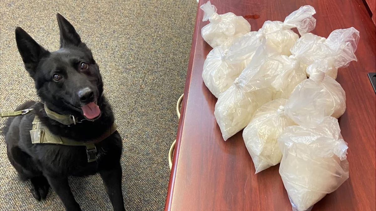 K-9 smiling next to pile of meth bags