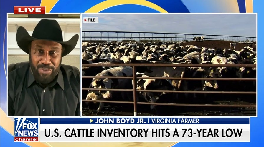 Cattle crisis: Farmer warns beef production has dropped by a billion pounds in the past year