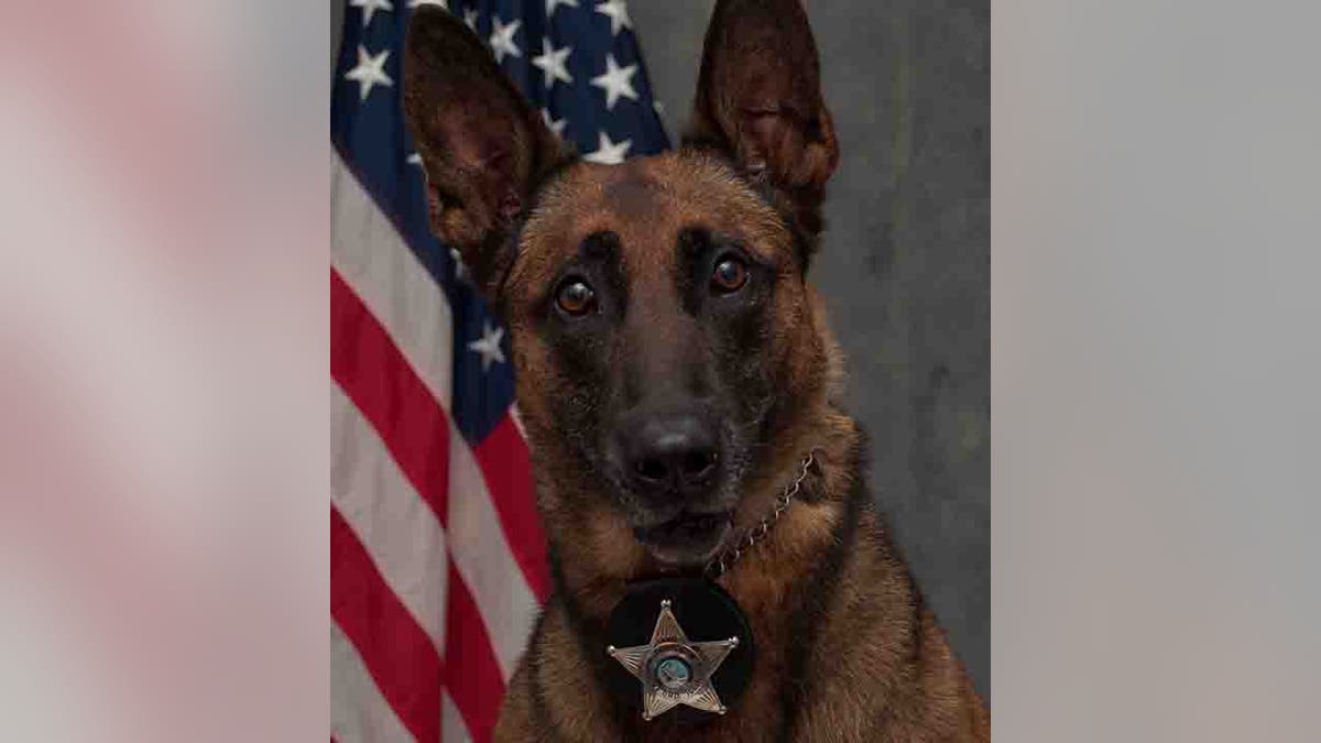 K-9 Officer Nyx