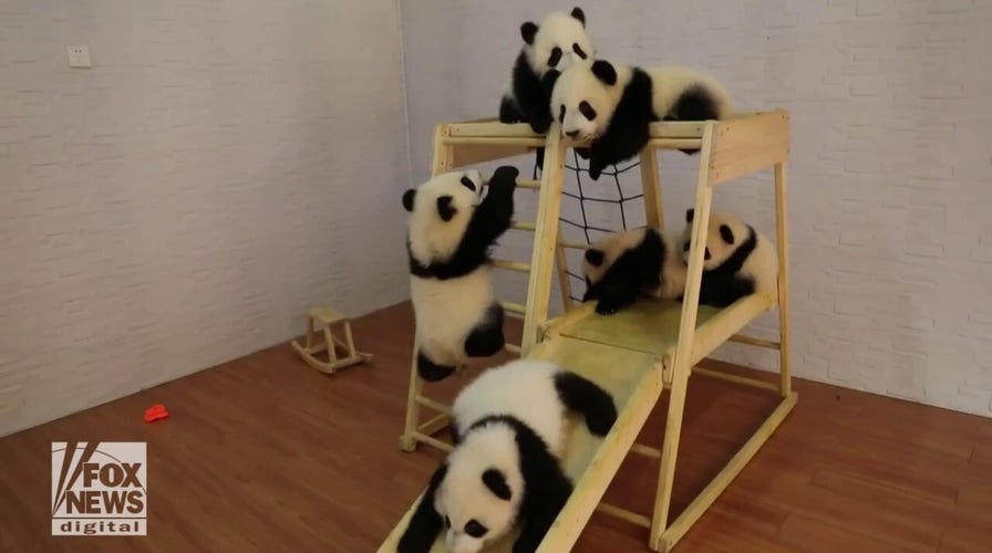 Pandas play on gym set: Watch the adorable video