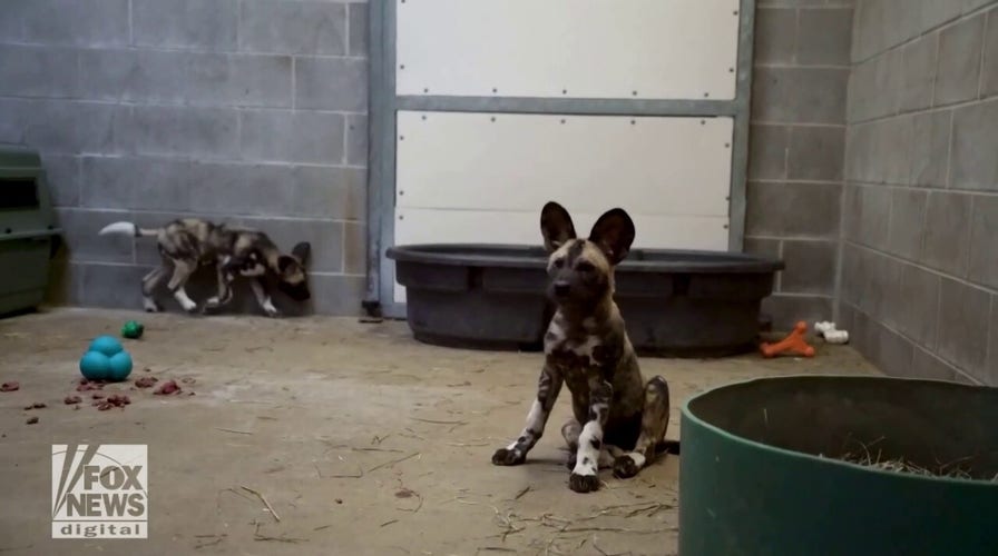 Zoo welcomes endangered puppies, raises them with help of surrogate mama dog