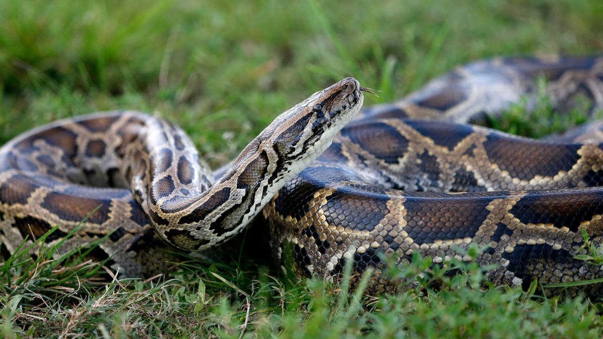 Burmese python
