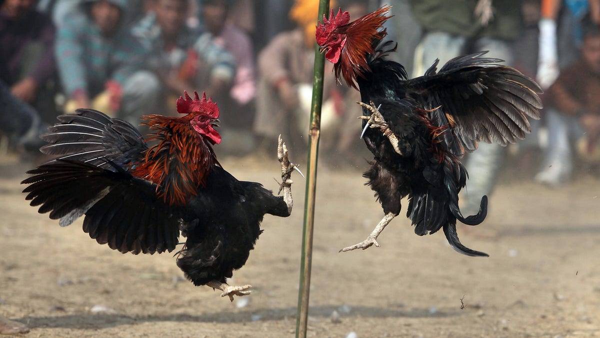 Roosters fighting